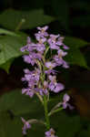 Small purple fringed orchid <BR>Lesser purple fringed orchid